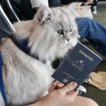 Путешествующий по США кот стал хитом Instagram