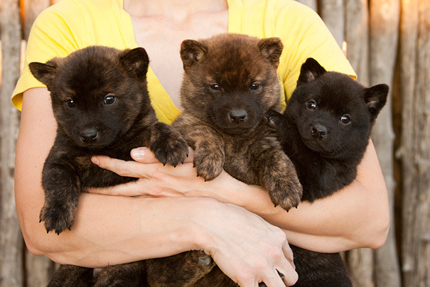 13 собак, которые выглядят, как маленькие медвежата