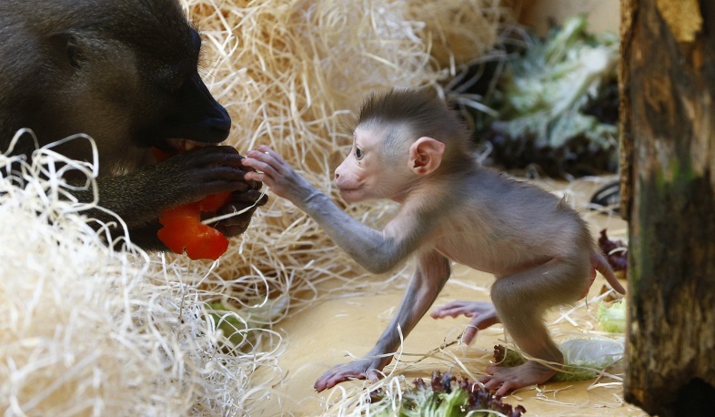 10 любопытных фактов про обезьян 