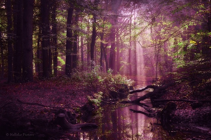 Роскошные фотографии, запечатлевшие красоту лесов Голландии