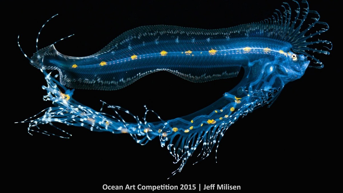 Лучшие подводные фотографии 2015 года показывают тайны морской жизни