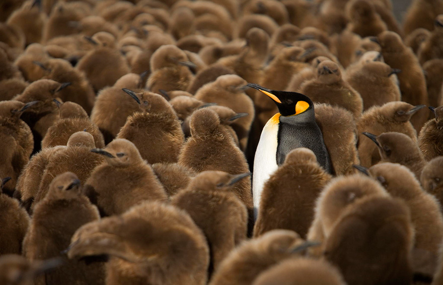 11 чудесных фотографий пингвинов в естественной среде обитания