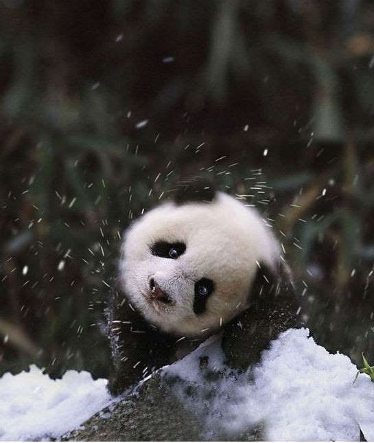 Умилительные фотографии животных, впервые увидевших снег 