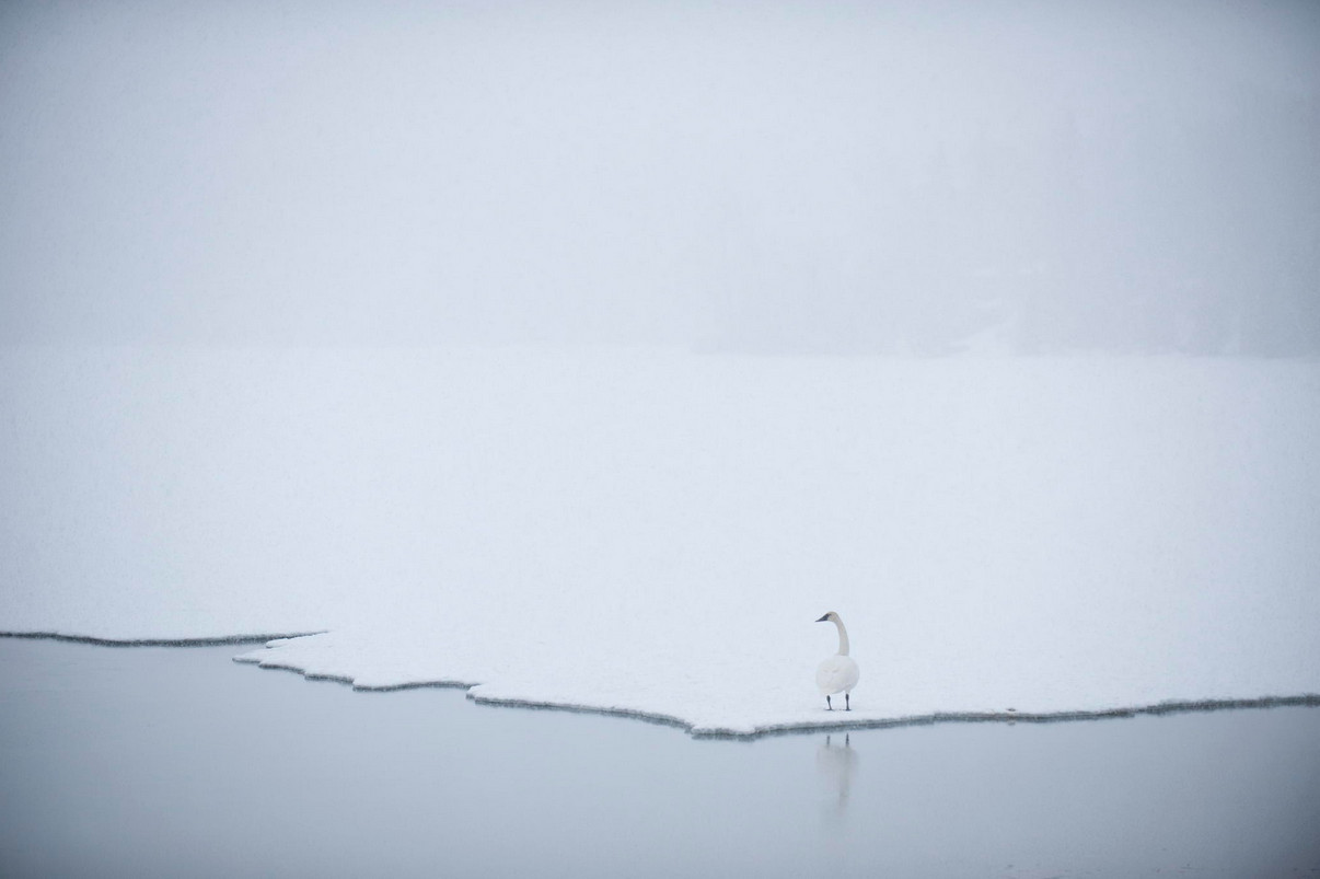 Белые лебеди, белая зима: утонченность самой природы