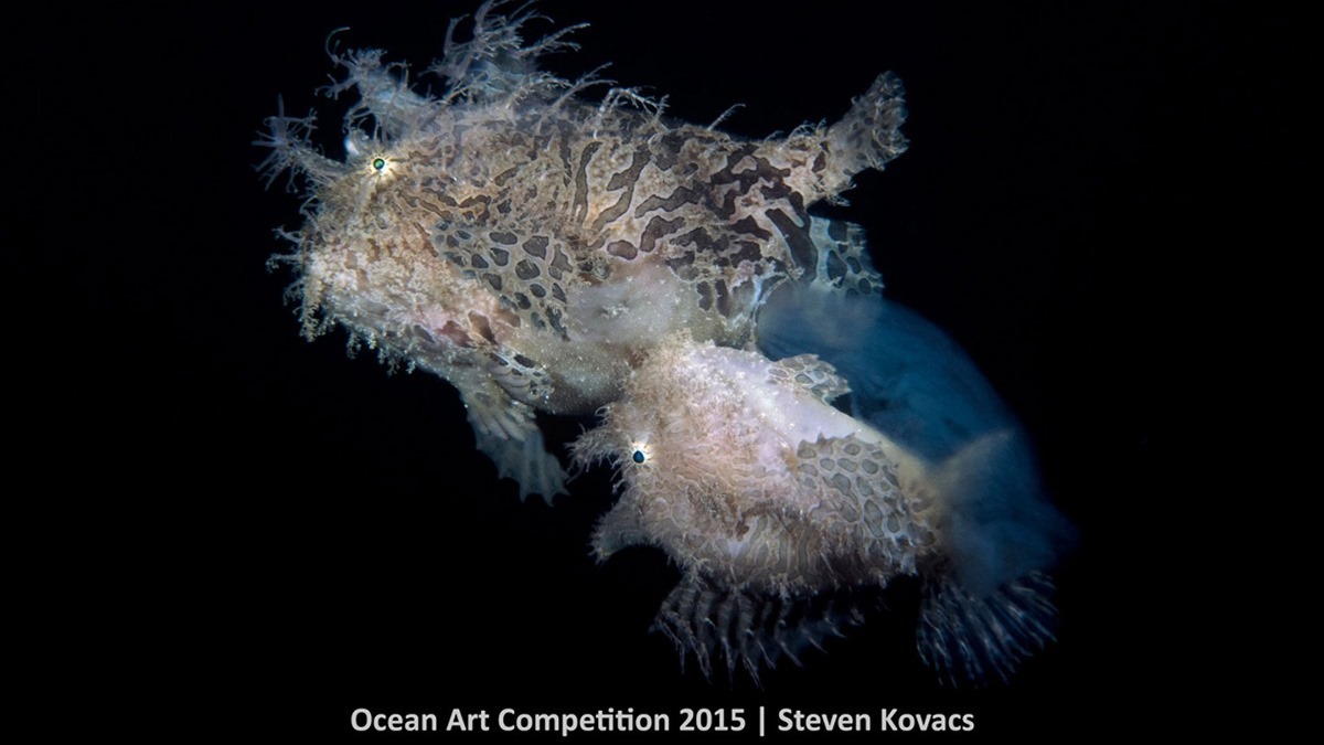 Лучшие подводные фотографии 2015 года показывают тайны морской жизни