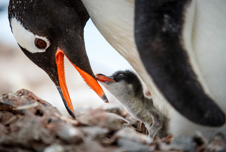 11 чудесных фотографий пингвинов в естественной среде обитания