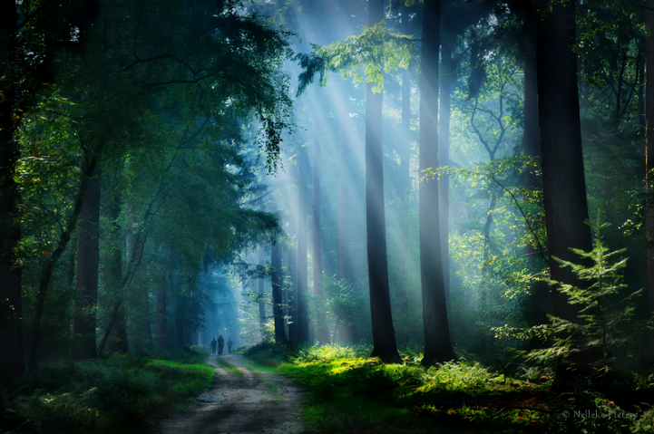Роскошные фотографии, запечатлевшие красоту лесов Голландии