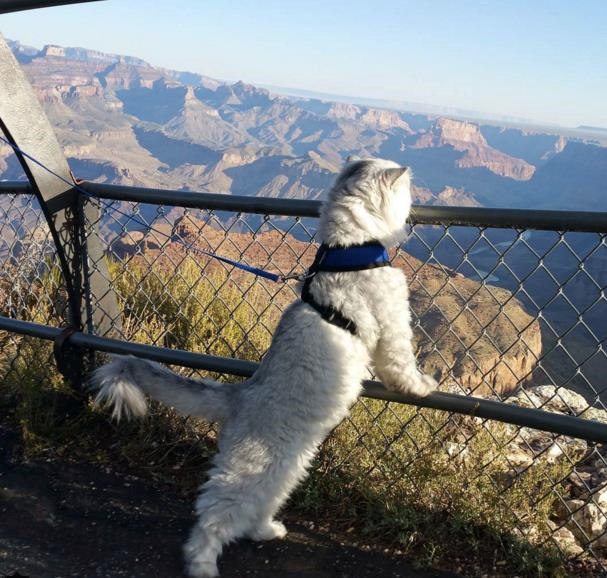 Путешествующий по США кот стал хитом Instagram