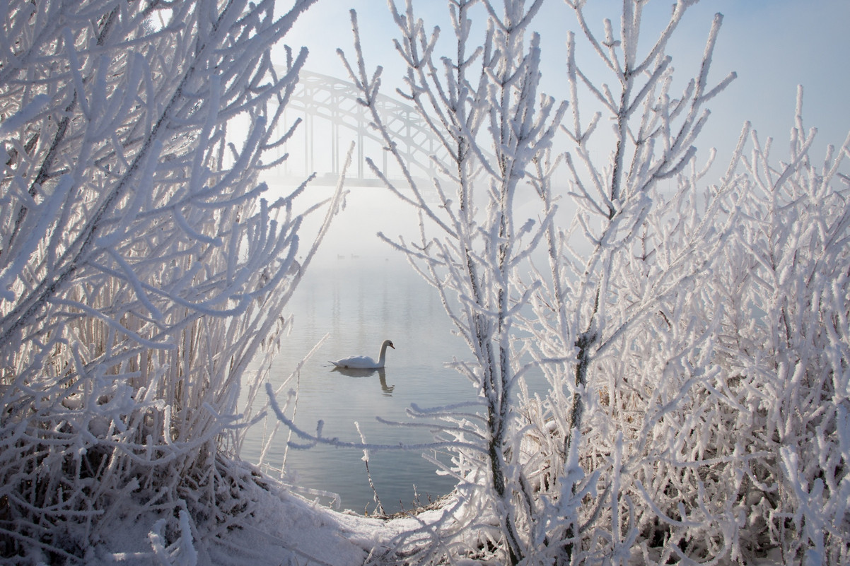 Белые лебеди, белая зима: утонченность самой природы