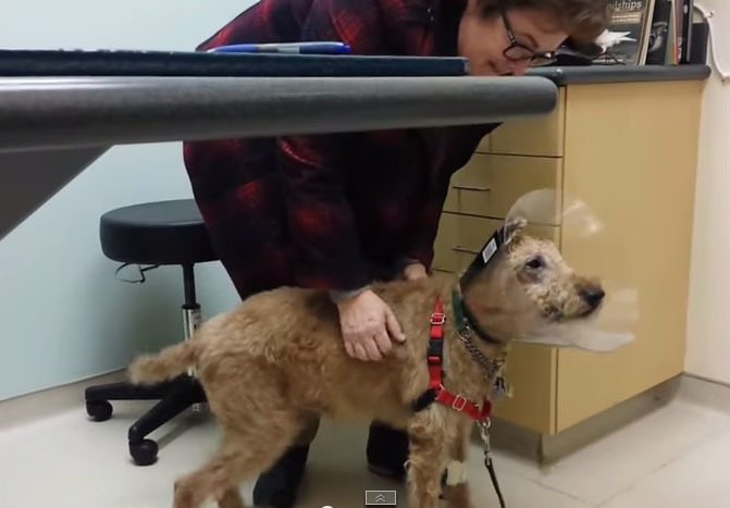 Слепая собака снова видит своих хозяев после успешной операции