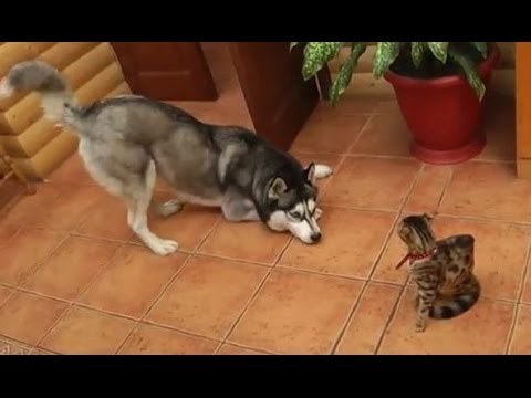  Умилительная подборка знакомств взрослых собак и маленьких котят