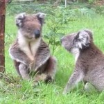 Милейшая драка двух коал