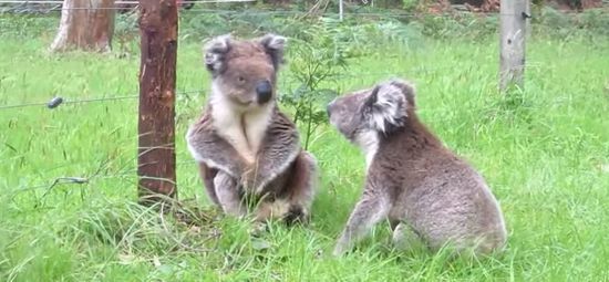Милейшая драка двух коал