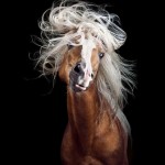 Как бросить скучную офисную работу и начать фотографировать лошадей