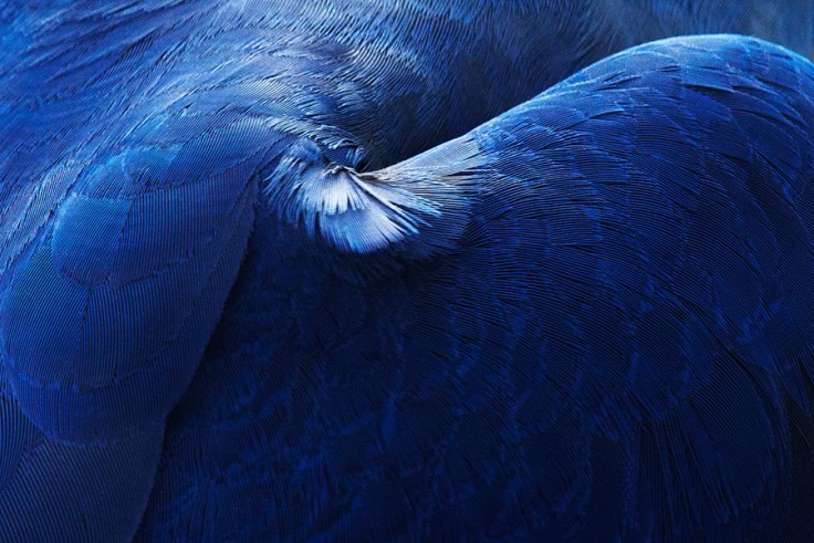 Томас Лор о красоте птиц