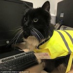 На вокзале в Британии работает кошка-контролер