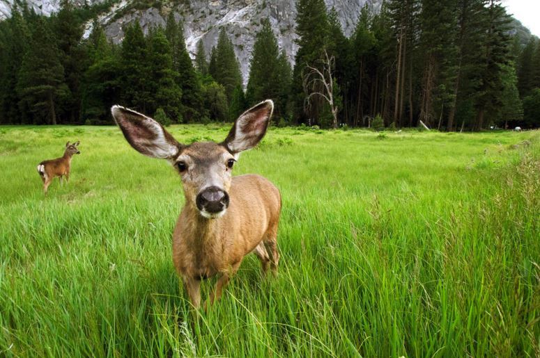 Йосемити - национальный парк США