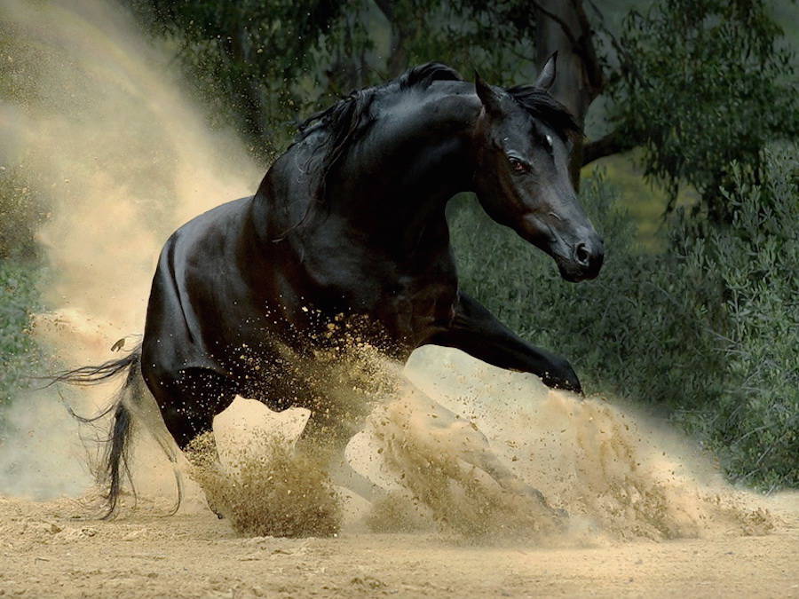 Восхищение лошадьми в работах польского фотографа