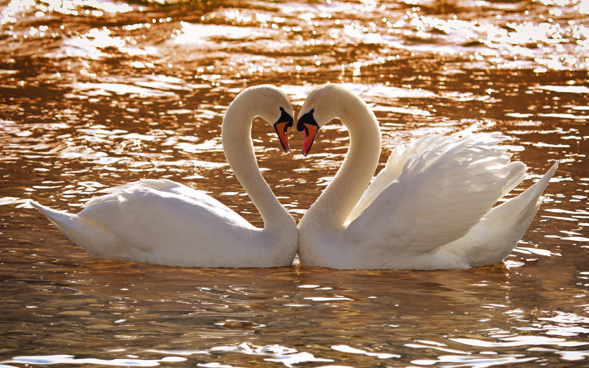 Любовь повсюду: милейшие фотографии животных в честь Дня всех влюбленных
