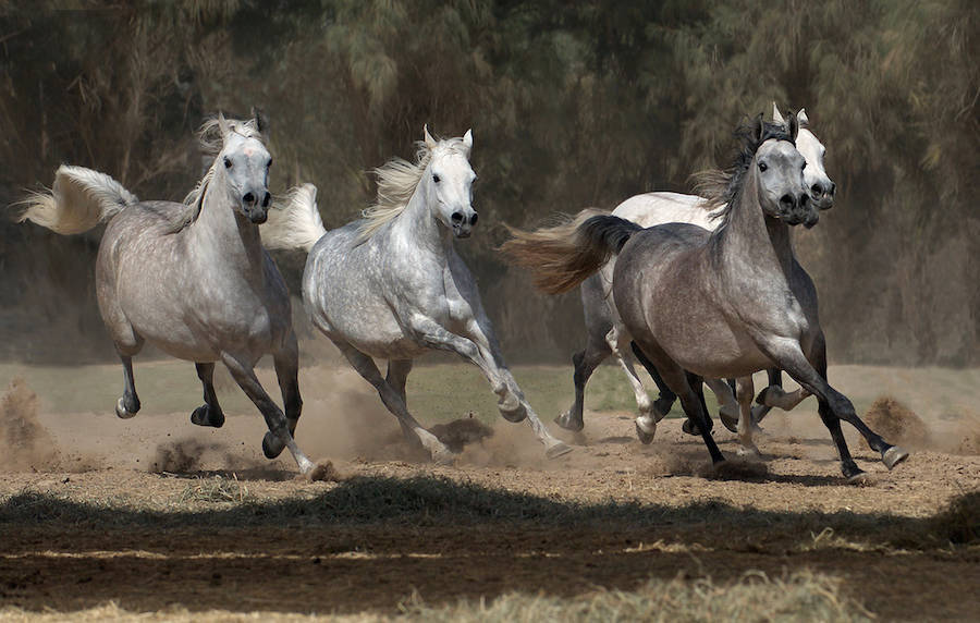 Восхищение лошадьми в работах польского фотографа