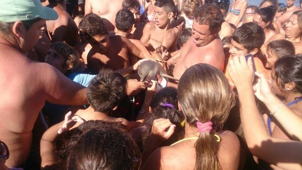Туристы насмерть замучили дельфина ради селфи