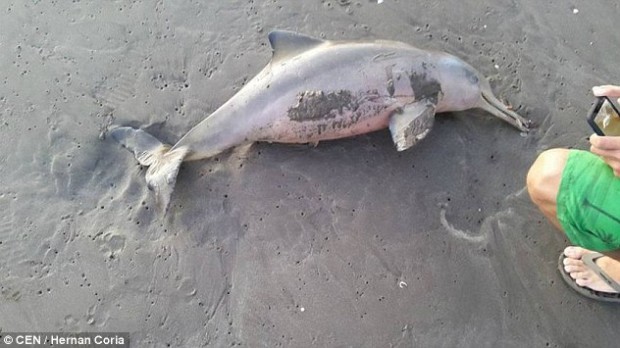 Туристы насмерть замучили дельфина ради селфи