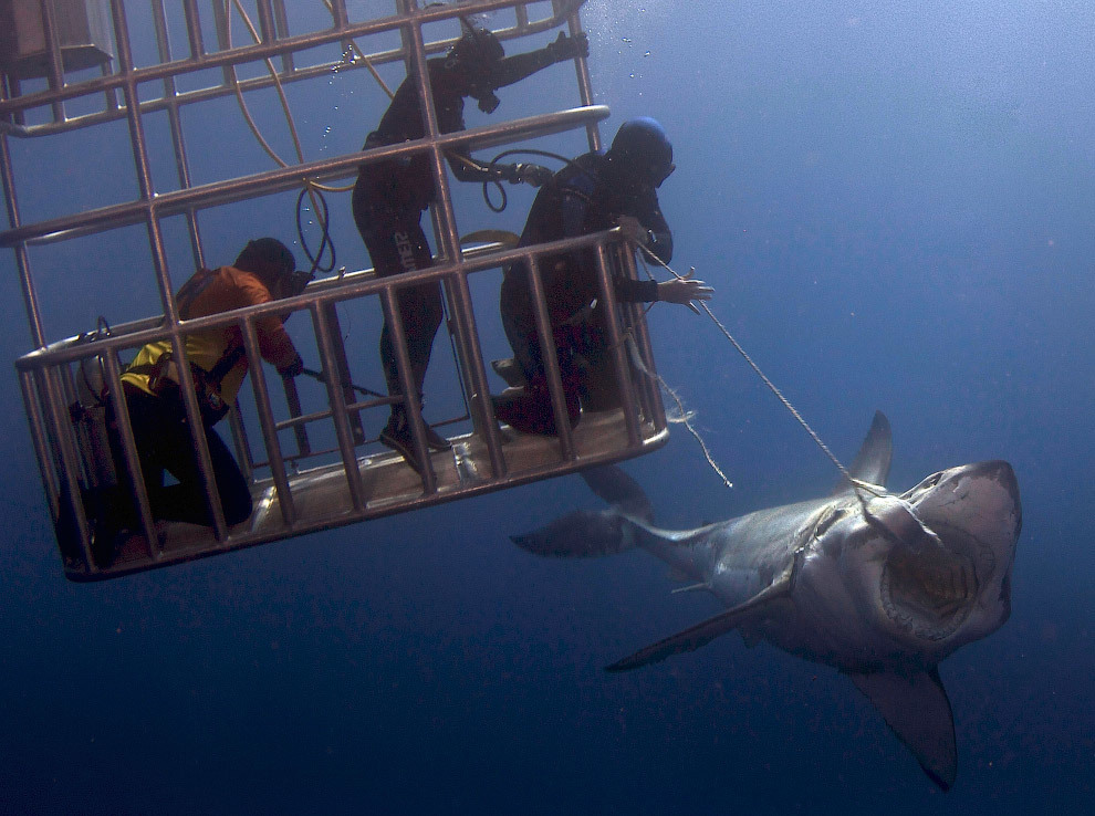 Редкие снимки водолазов, которые кормят и трогают большую белую акулу