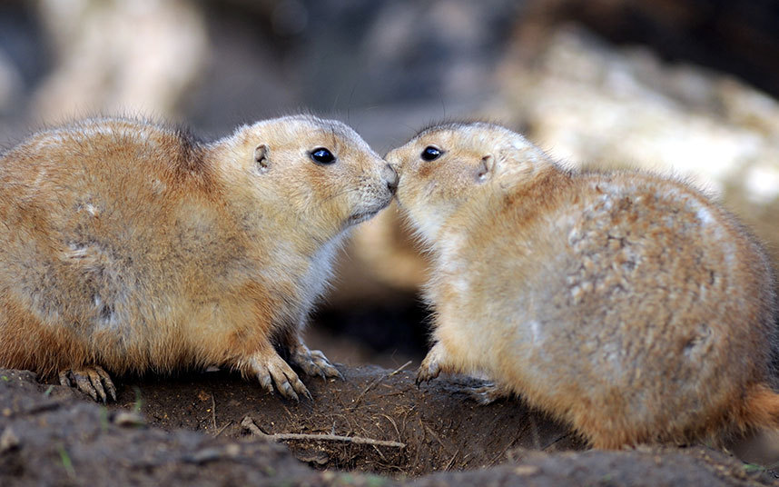 Любовь повсюду: милейшие фотографии животных в честь Дня всех влюбленных