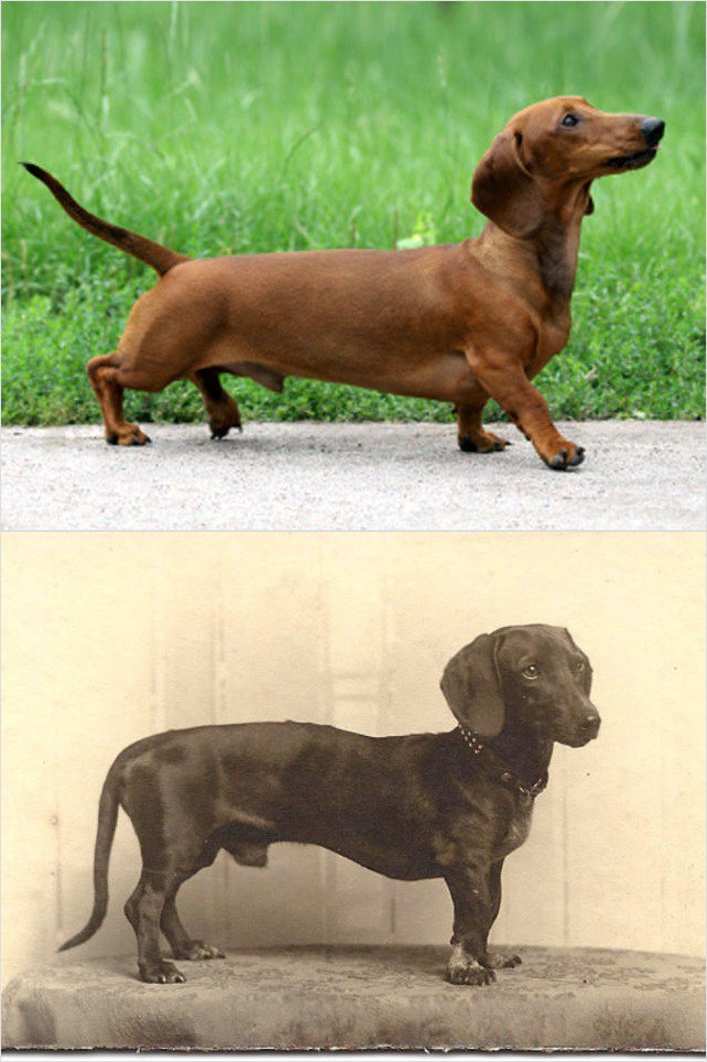 Как выглядели популярные породы собак 100 лет назад