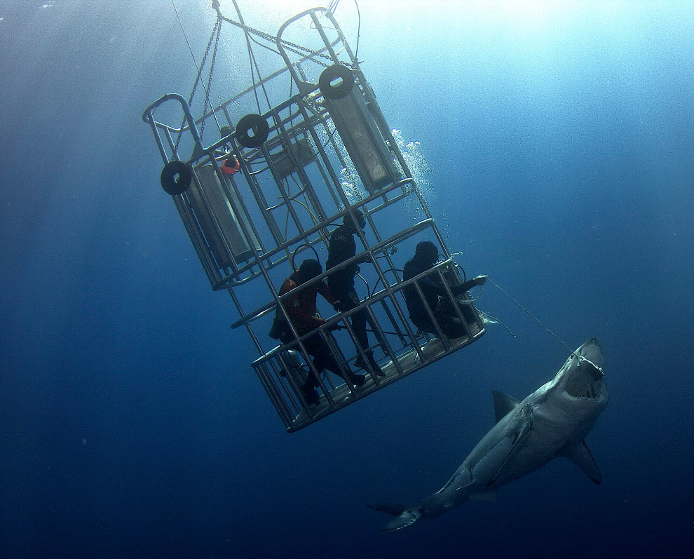 Редкие снимки водолазов, которые кормят и трогают большую белую акулу
