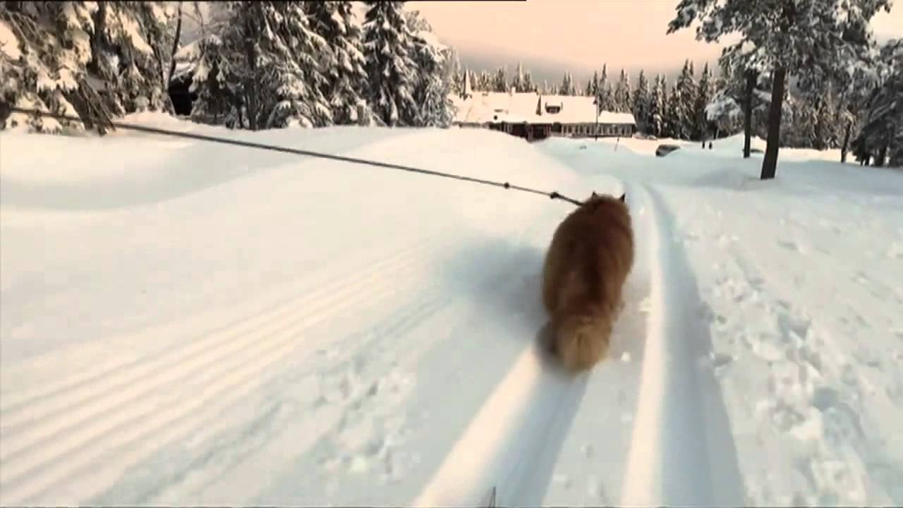 Кот из Норвегии, который любит катать лыжников