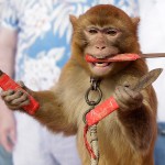 Вопиющий пример жестокого обращения с животными: дрессированные обезьянки из китайской деревни Баовань