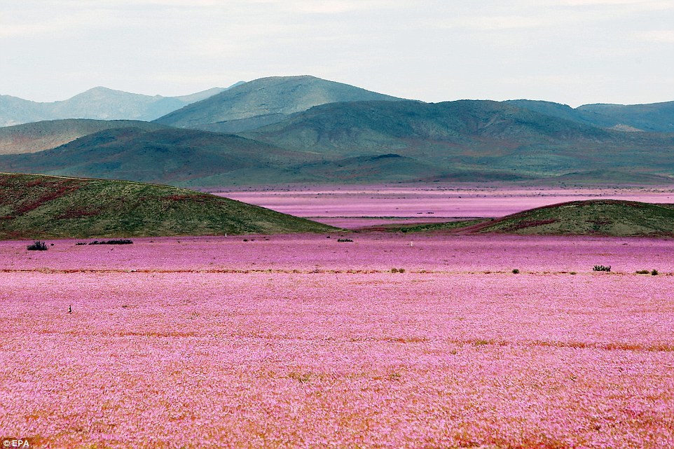 Ковёр из цветов в пустыне Атакама