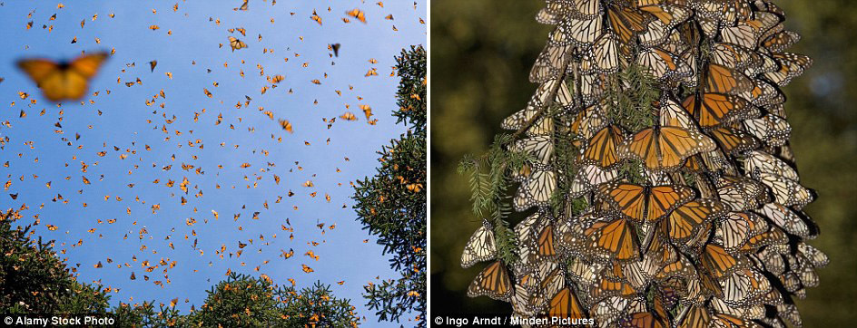 Миграция бабочек вида данаида монарх