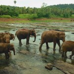 Удивительная Шри-Ланка: чудеса на каждом шагу