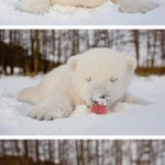 13 трогательных фотографий белых медведей
