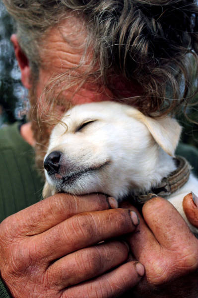 12 трогательных фотографий о преданности собак 