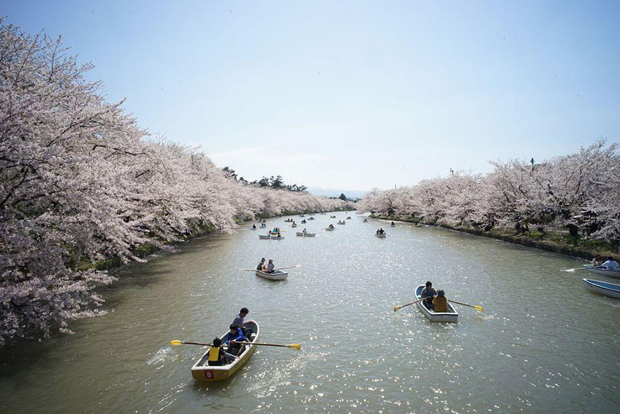 16 мгновений весны: цветение сакуры на снимках National Geographic