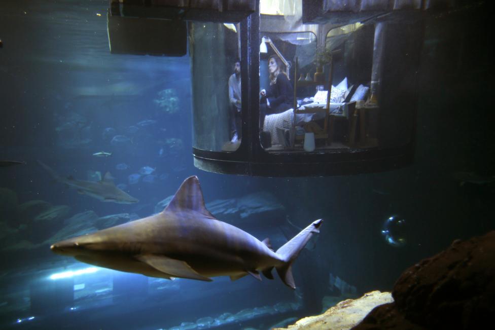 В Париже открылась первая подводная спальня, в которой гости могут спать рядом с акулами