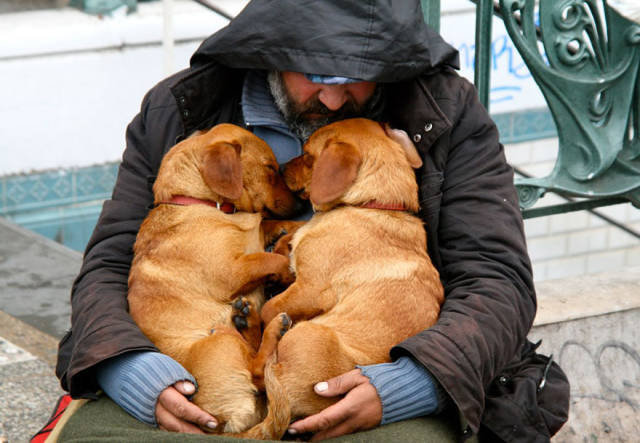 12 трогательных фотографий о преданности собак