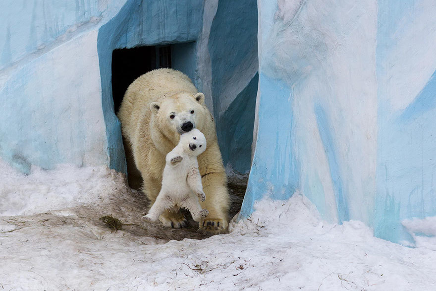 13 трогательных фотографий белых медведей