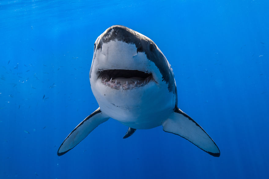 Белые акулы