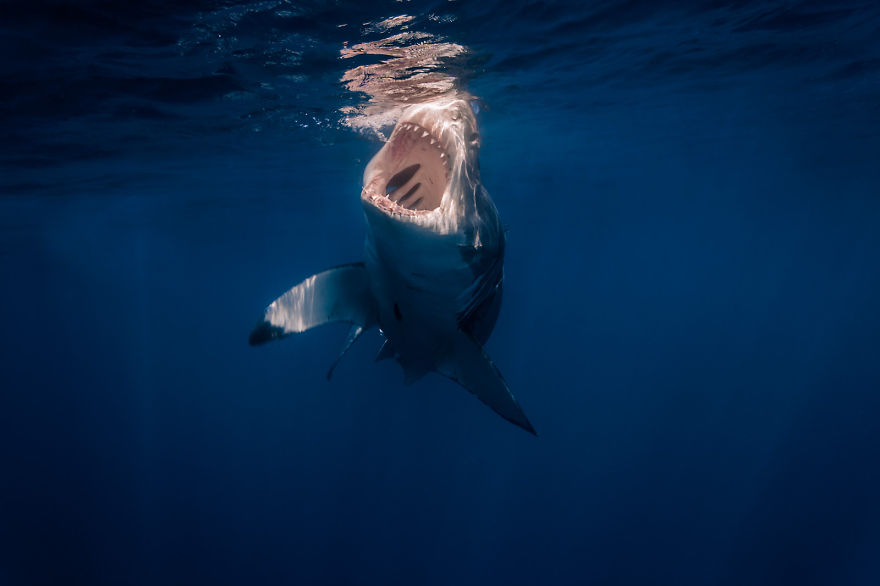Белые акулы