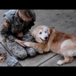 Собака плачет, встречая хозяйку из армии