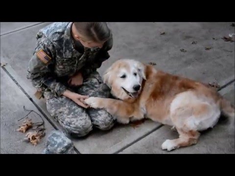Собака плачет, встречая хозяйку из армии 