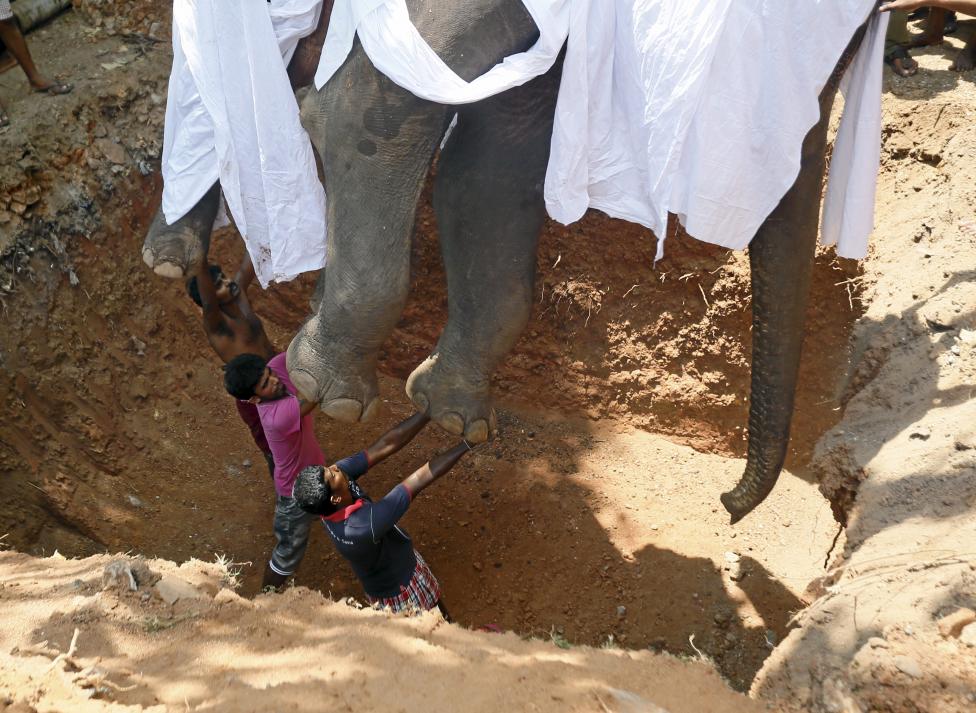Похороны слона