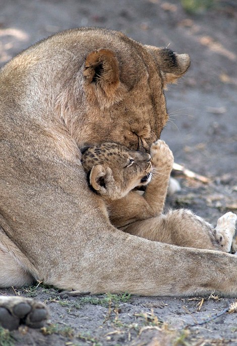 Львица со своим детёнышем