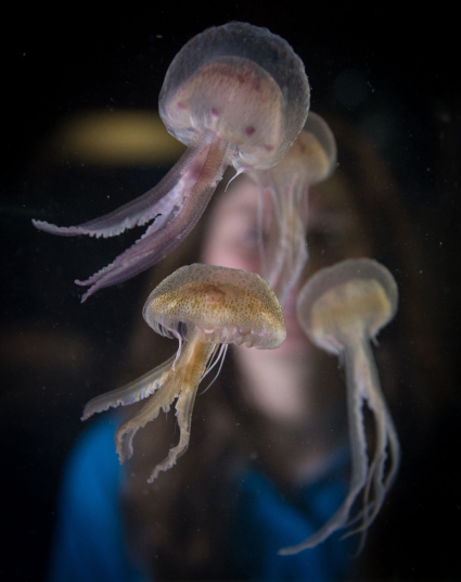 Медузы вида Pelagia noctiluca