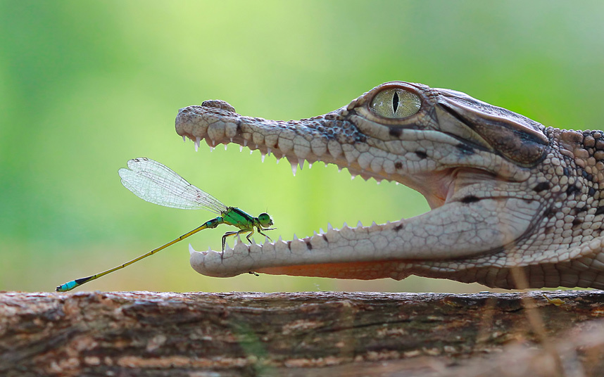 Стрекоза и крокодил