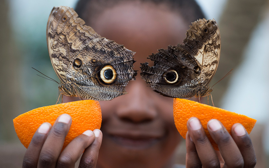 Бабочки пьют апельсиновый сок на выставке Sensational Butterflies в Музее естествознания в Лондоне. 
